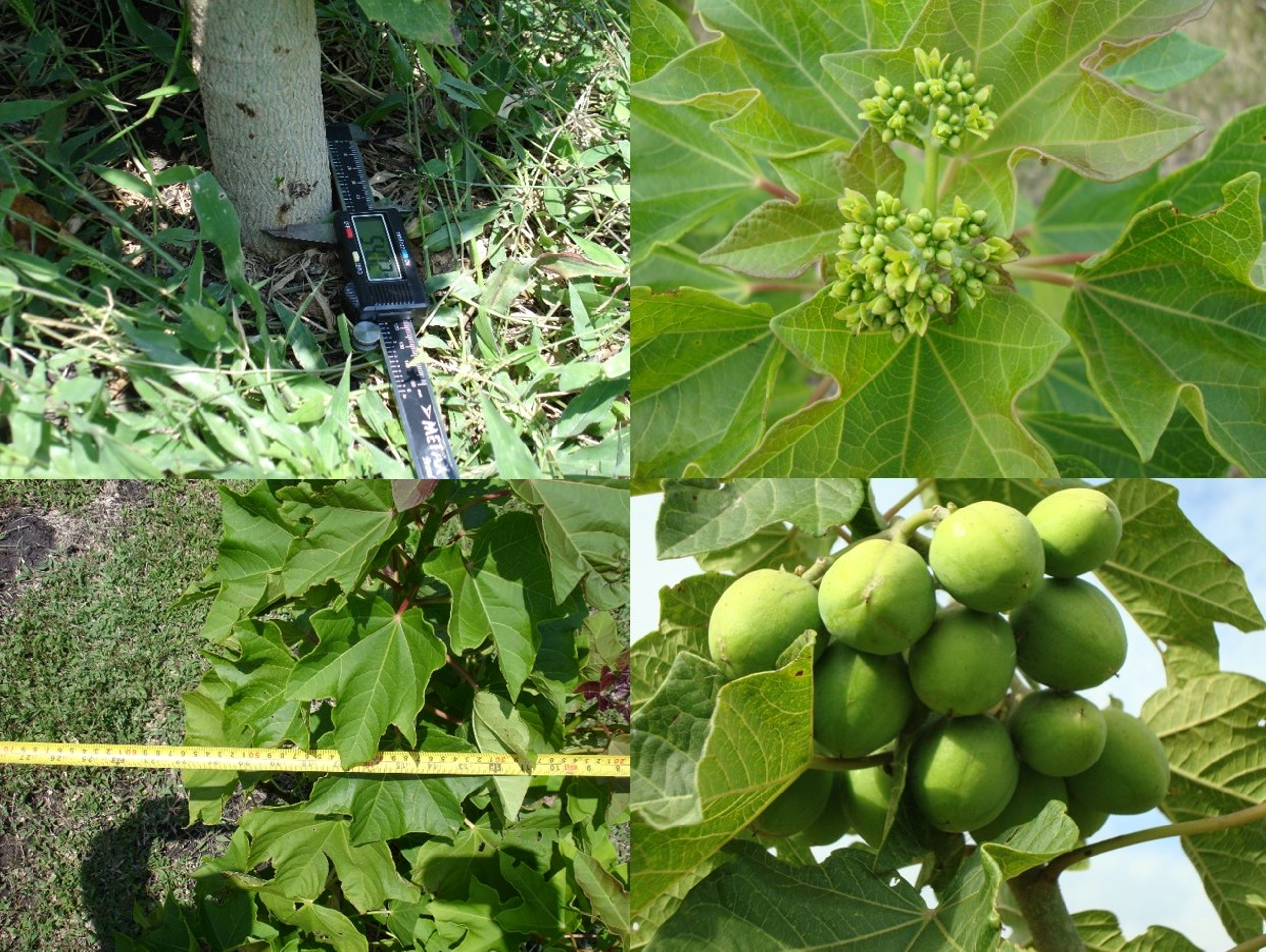 https://www.planeacion-energetica-unam.mx/images/carousel/IMAGEN4_plantacionJatropha.png